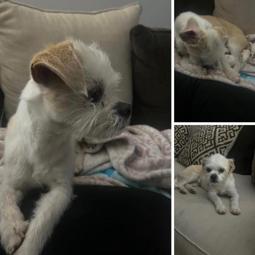 Yeti, a Adopted mixed breed in Phoenix, AZ image 5/6