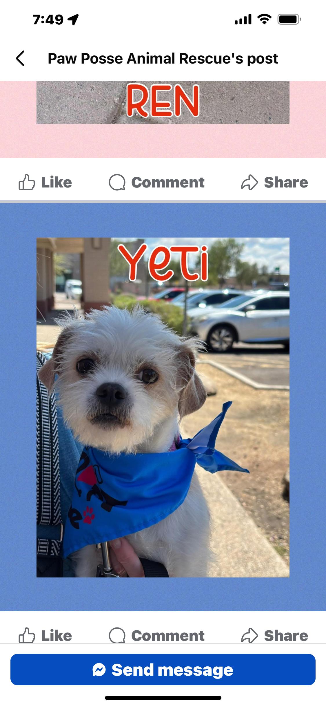 Yeti, Adopted, Young Male Shih Tzu.