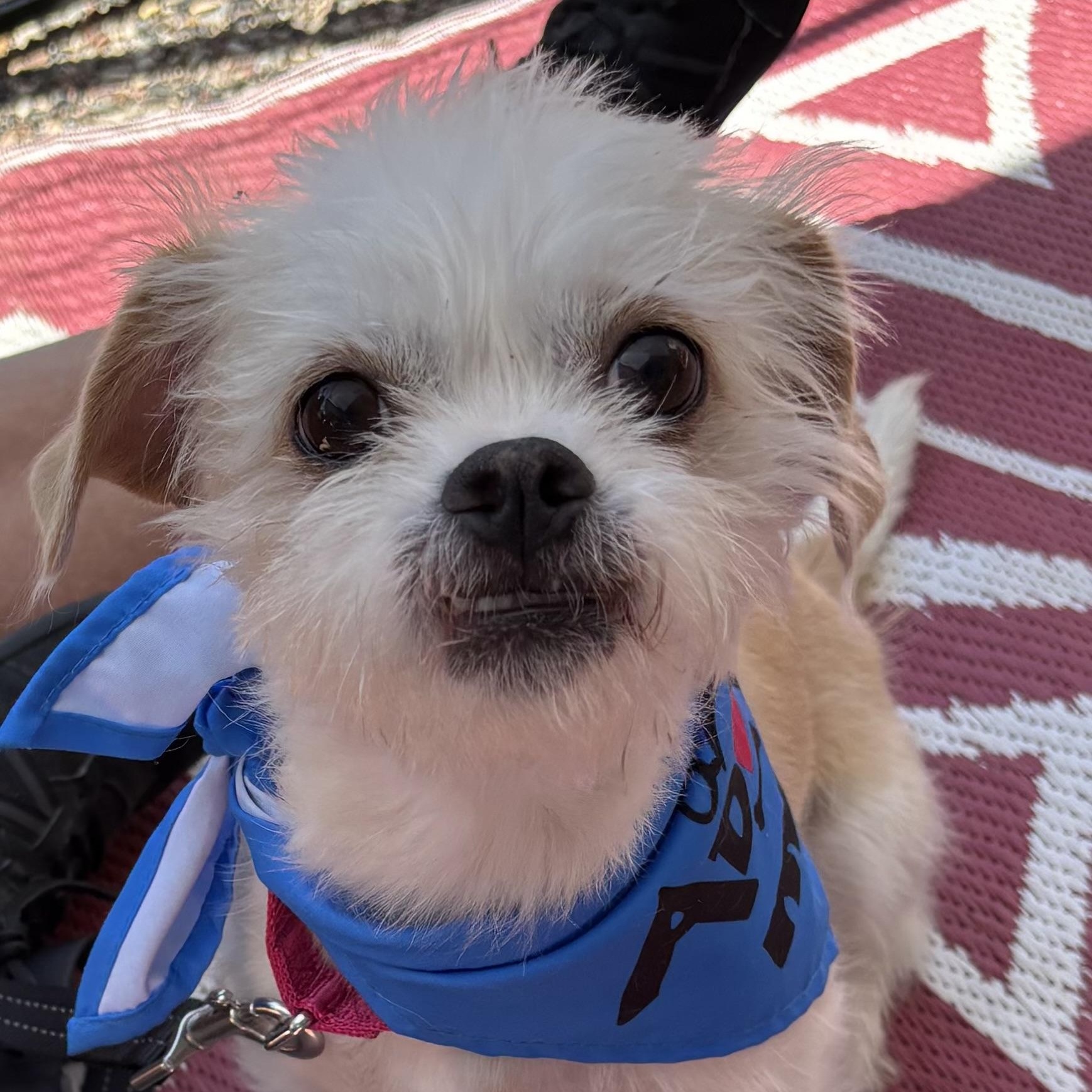 Yeti, a Adopted mixed breed in Phoenix, AZ image 3/6