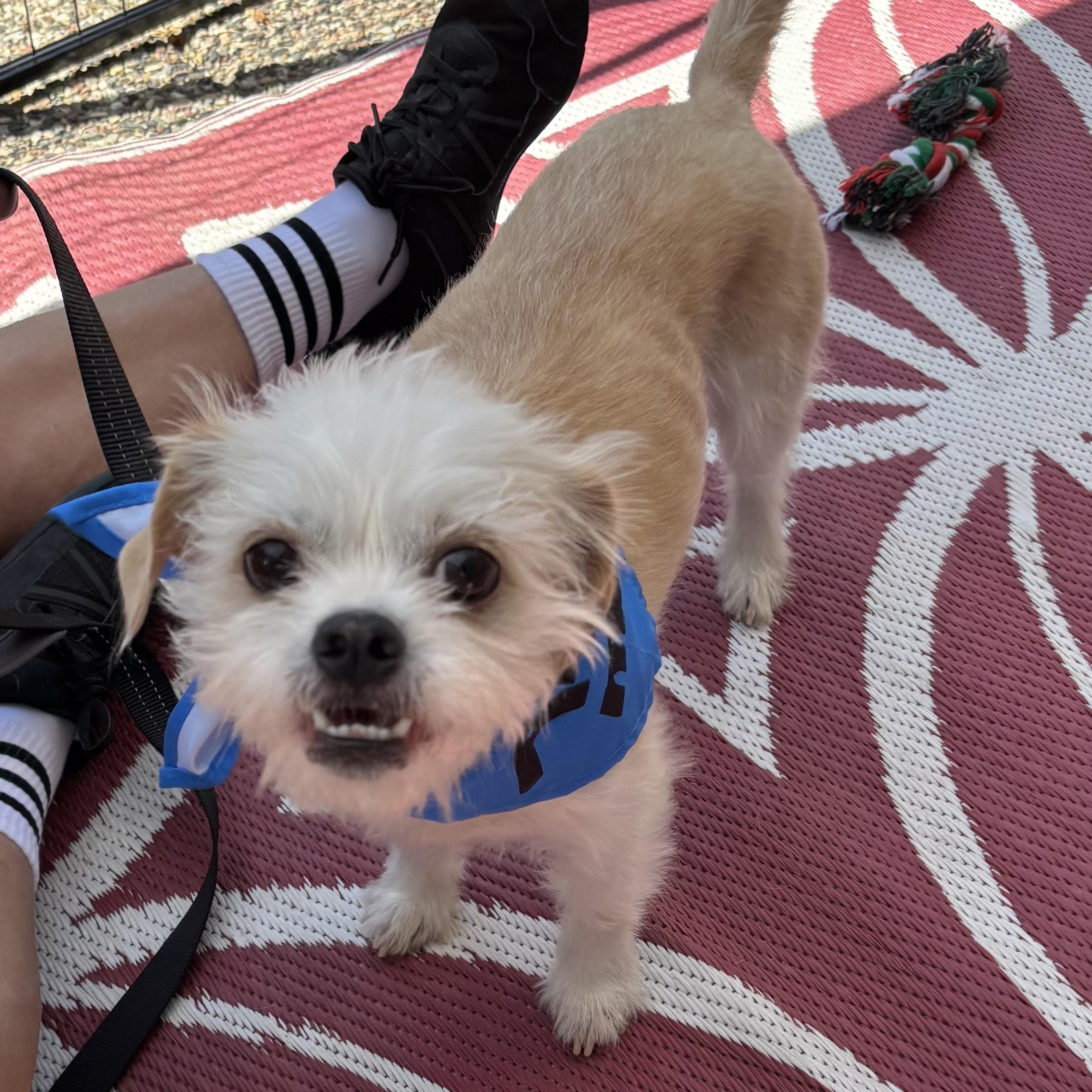 Yeti, a Adopted mixed breed in Phoenix, AZ image 2/6