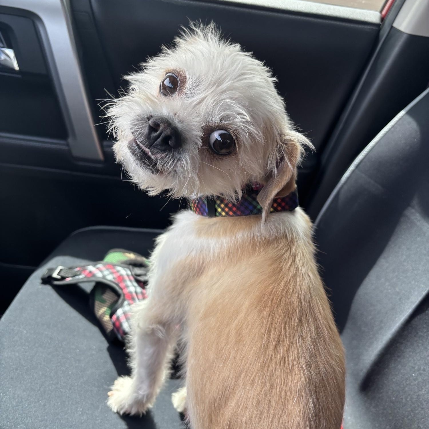 Yeti, a Adopted mixed breed in Phoenix, AZ image 6/6