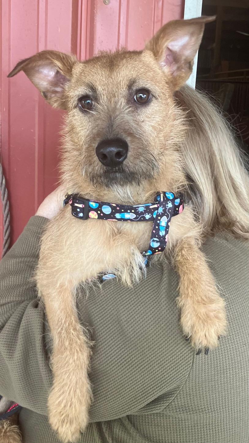 Orion, Adoptable, Adult Male Yorkshire Terrier.