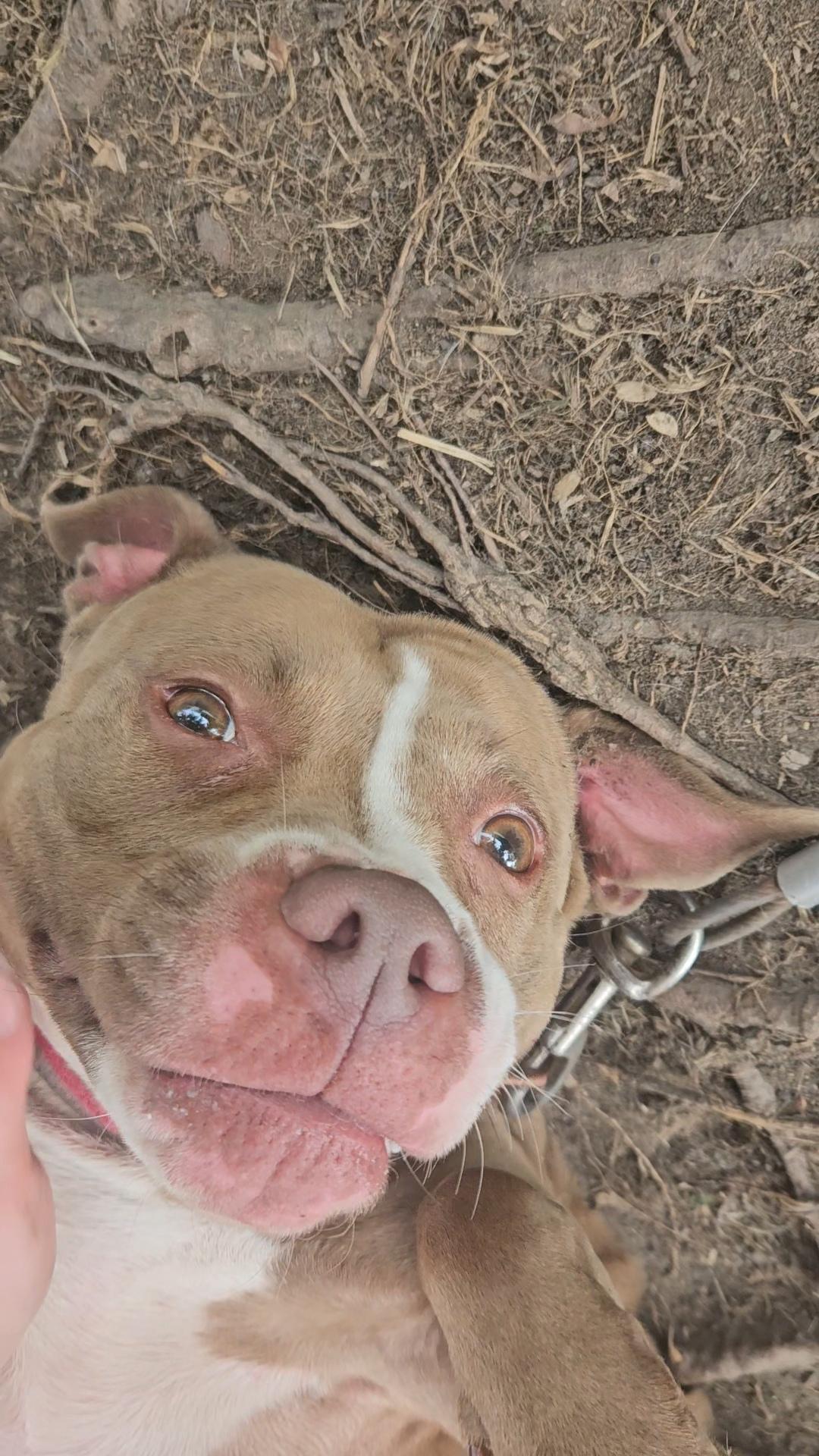 Enlarge Penny (Penelope), a Adoptable American Staffordshire Terrier in Claridge, PA image 1/6