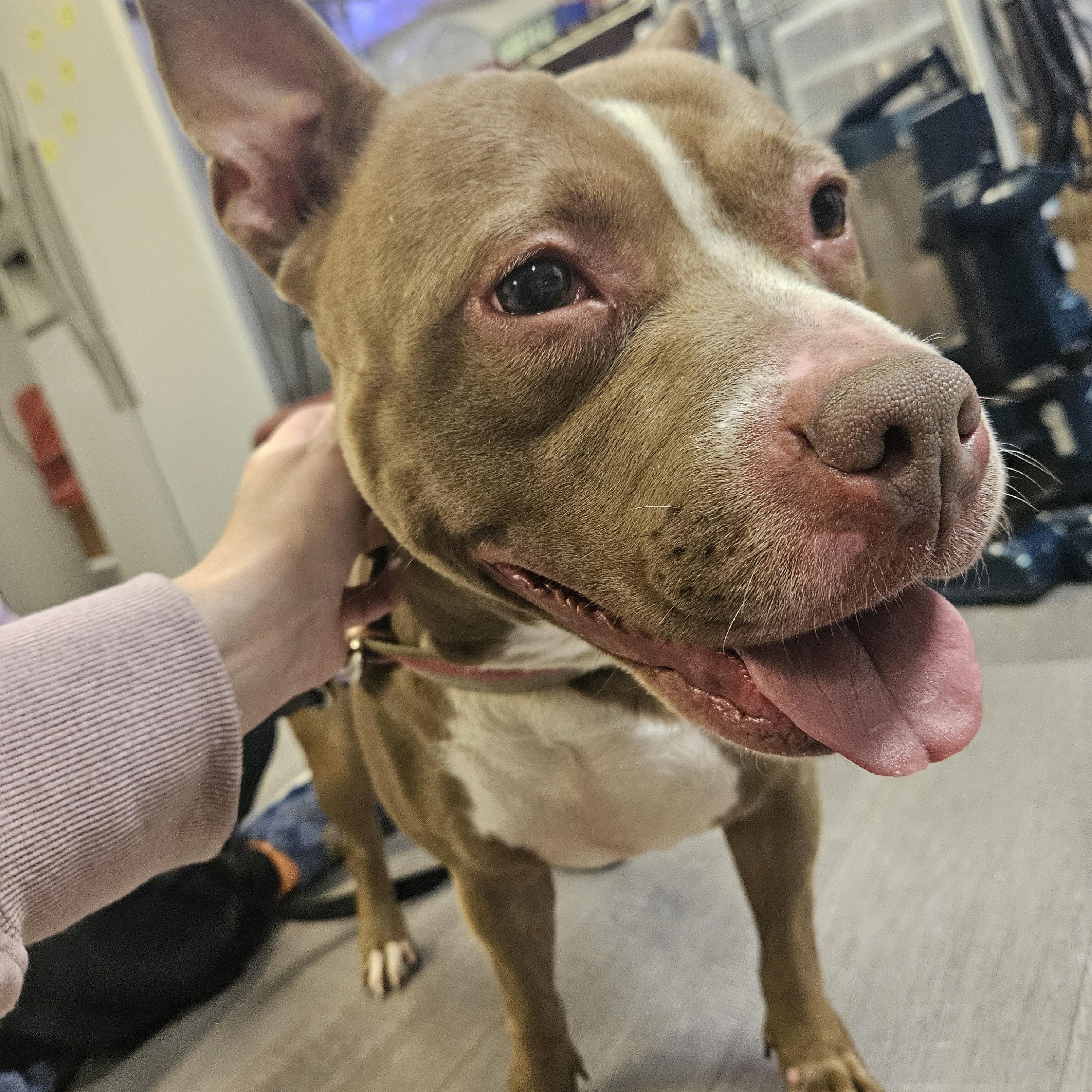 Enlarge Penny (Penelope), a Adoptable American Staffordshire Terrier in Claridge, PA image 2/6