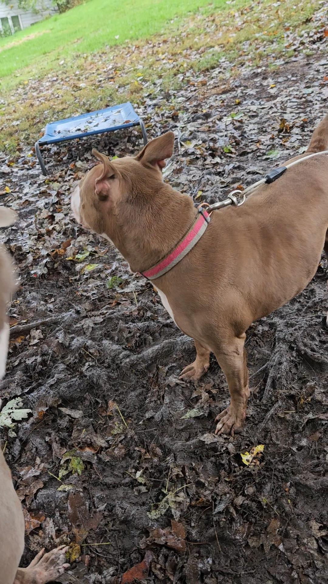 Enlarge Penny (Penelope), a Adoptable American Staffordshire Terrier in Claridge, PA image 3/6