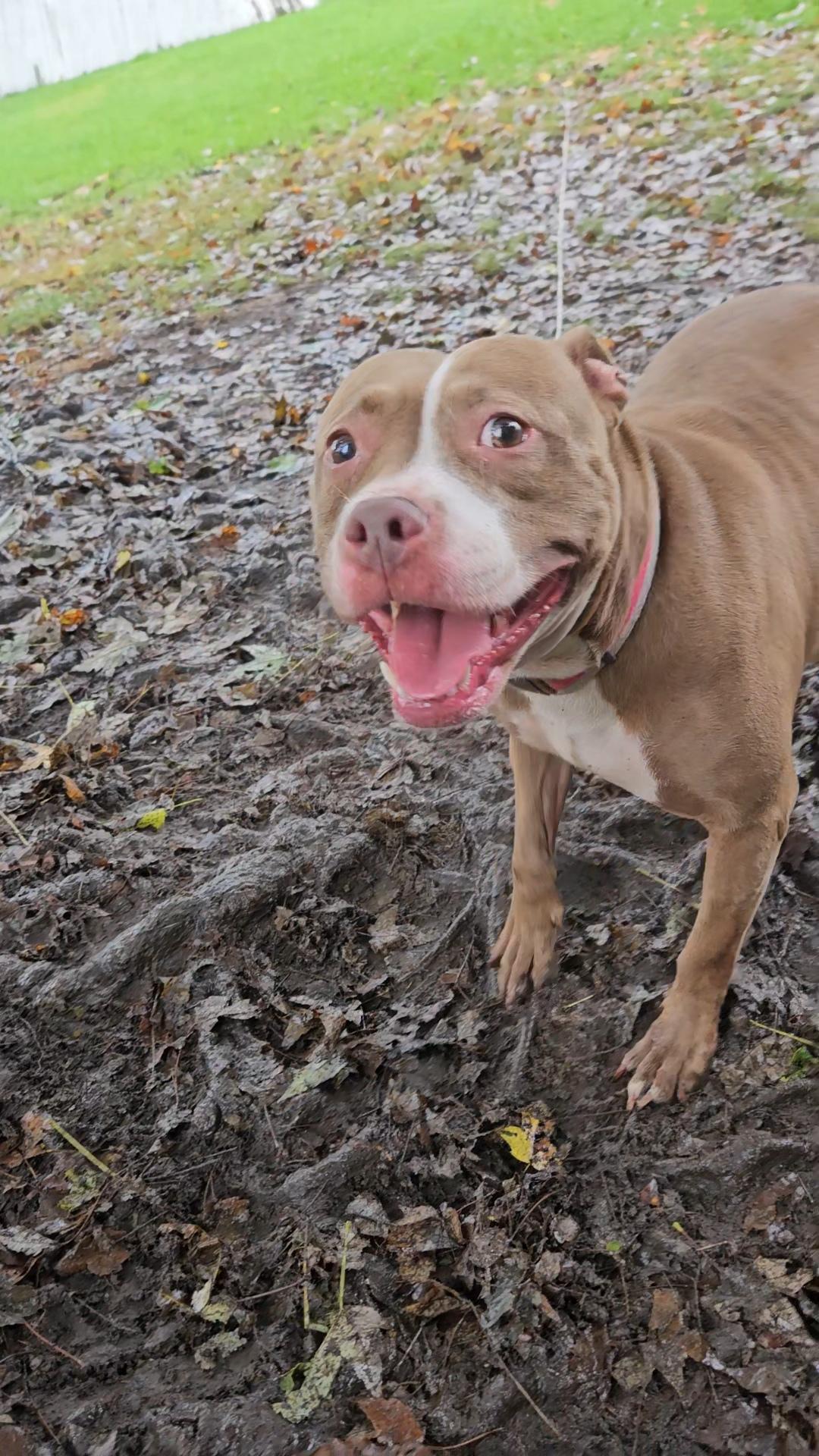 Enlarge Penny (Penelope), a Adoptable American Staffordshire Terrier in Claridge, PA image 4/6
