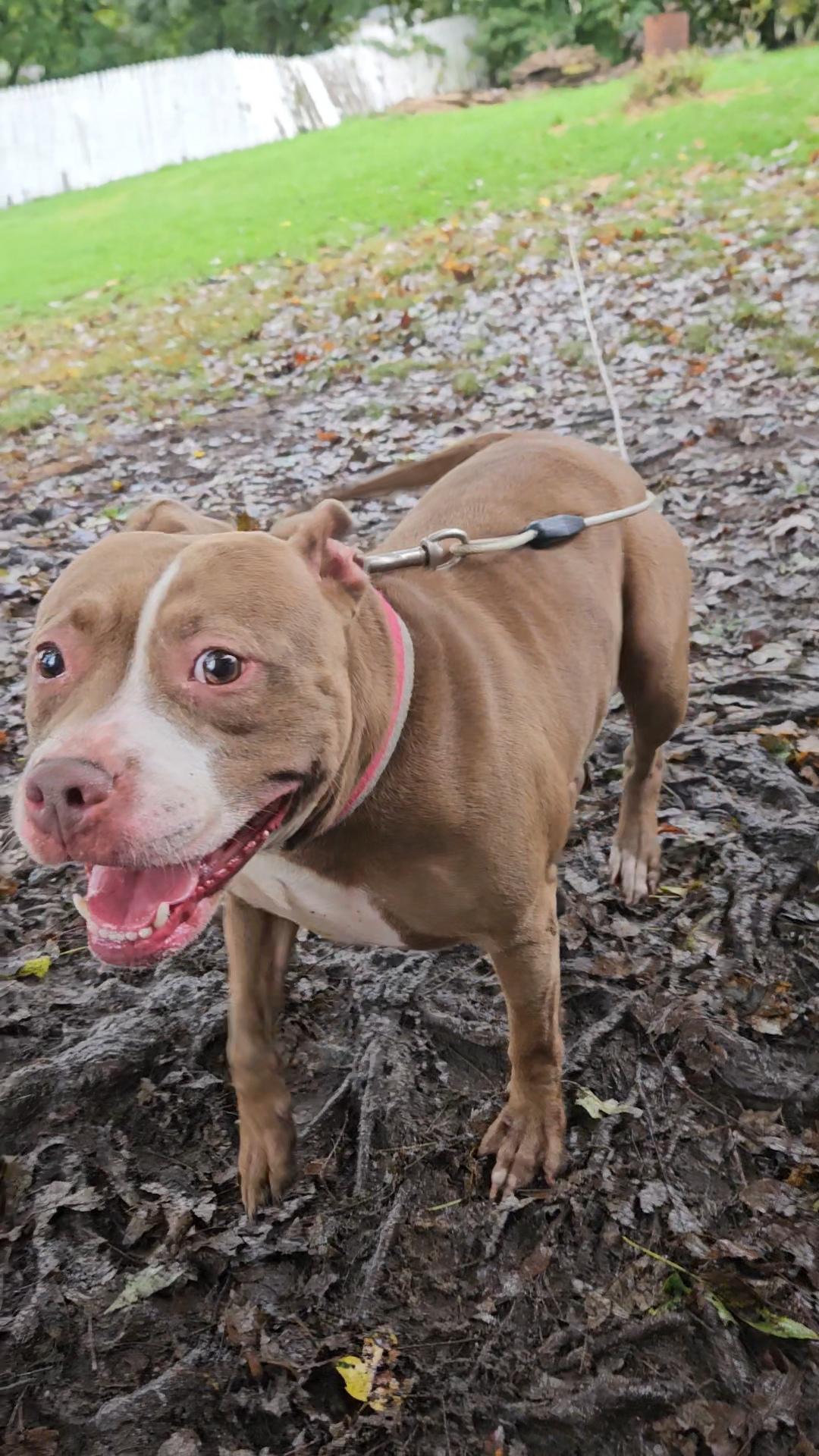 Enlarge Penny (Penelope), a Adoptable American Staffordshire Terrier in Claridge, PA image 5/6