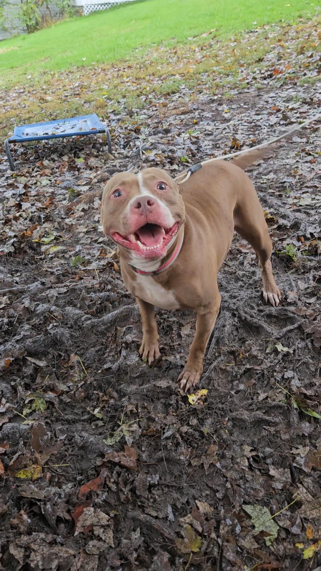 Enlarge Penny (Penelope), a Adoptable American Staffordshire Terrier in Claridge, PA image 6/6