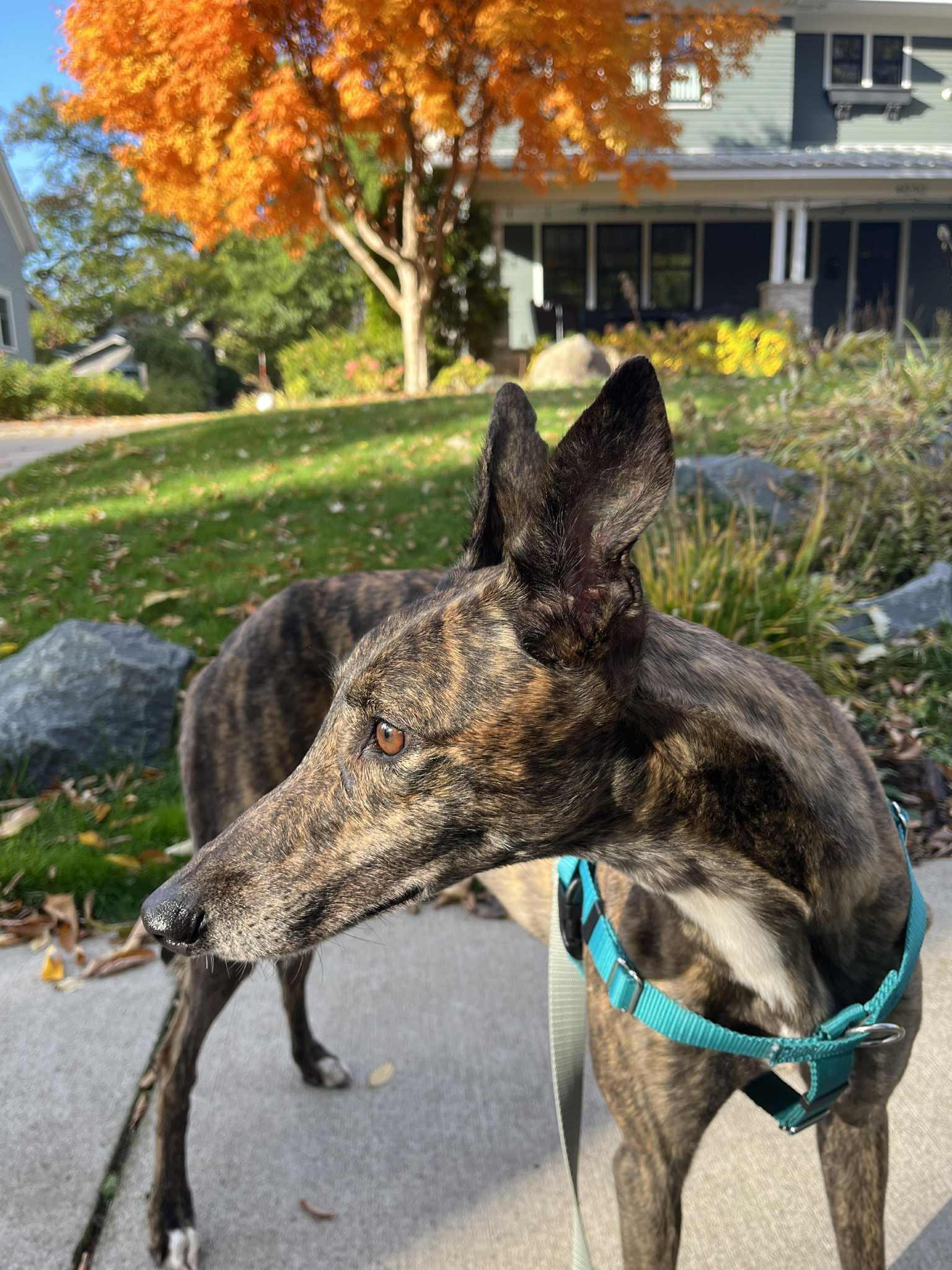 Louise, Adoptable, Adult Female Greyhound.