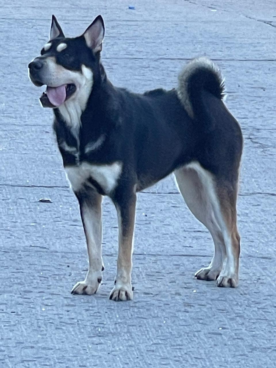 Lola, a Adoptable mixed breed in Chula Vista, CA image 1/5