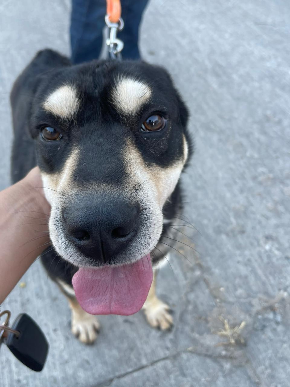 Lola, a Adoptable mixed breed in Chula Vista, CA image 2/5