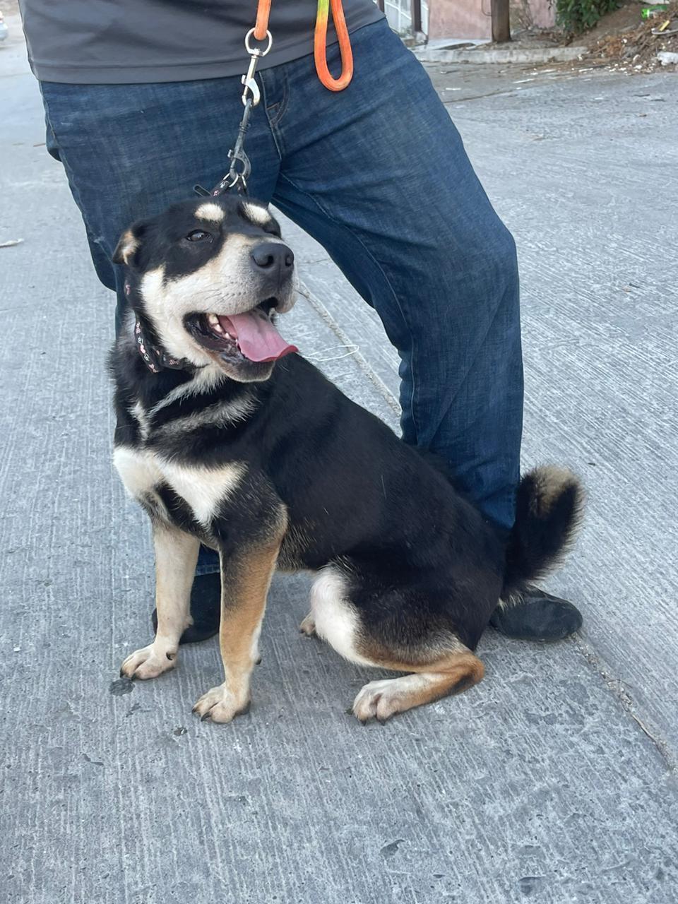 Lola, a Adoptable mixed breed in Chula Vista, CA image 4/5