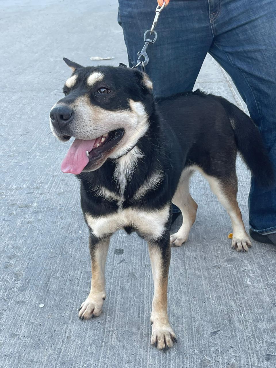 Lola, a Adoptable mixed breed in Chula Vista, CA image 5/5