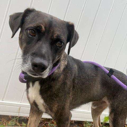 Wilfred, Adoptable, Adult Male Mixed Breed.