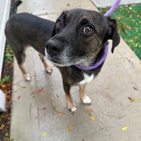 Enlarge Wilfred, a Adoptable Mixed Breed in Chicago, IL image 2/4