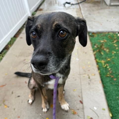 Enlarge Wilfred, a Adoptable Mixed Breed in Chicago, IL image 3/4
