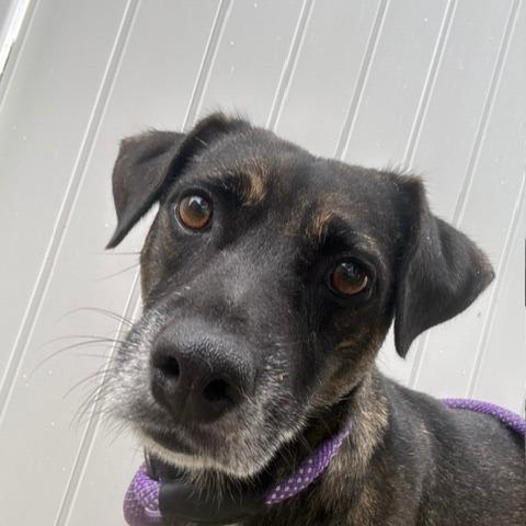 Enlarge Wilfred, a Adoptable Mixed Breed in Chicago, IL image 4/4