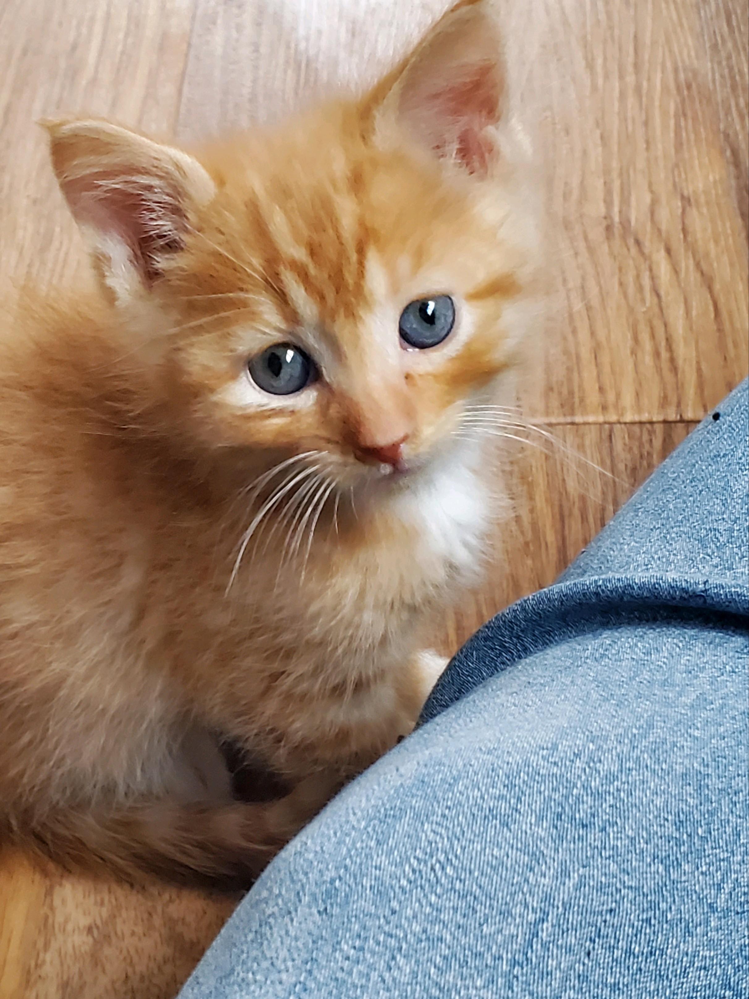 Sully, a ADOPTABLE Domestic Short Hair in Farmington, MN image 1/4