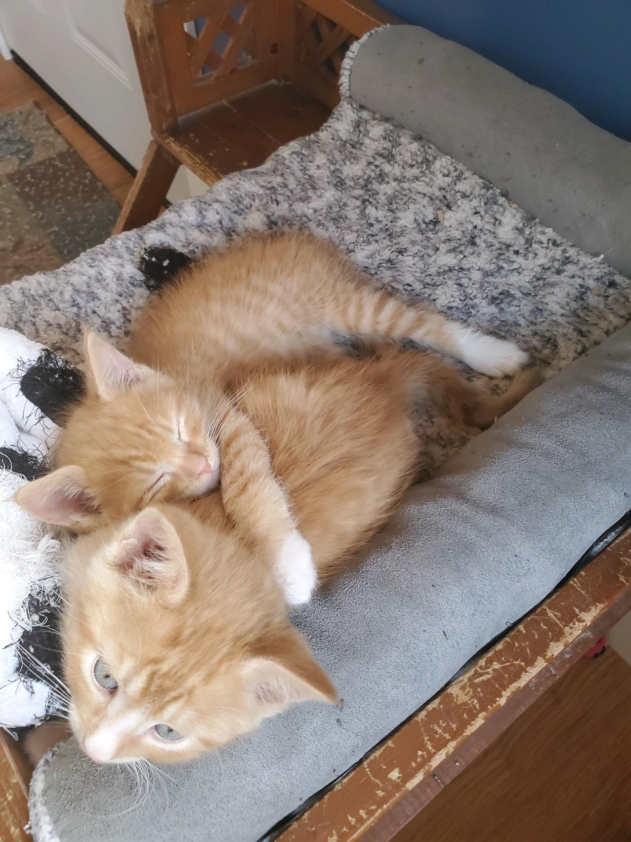 Sully, a ADOPTABLE Domestic Short Hair in Farmington, MN image 2/4