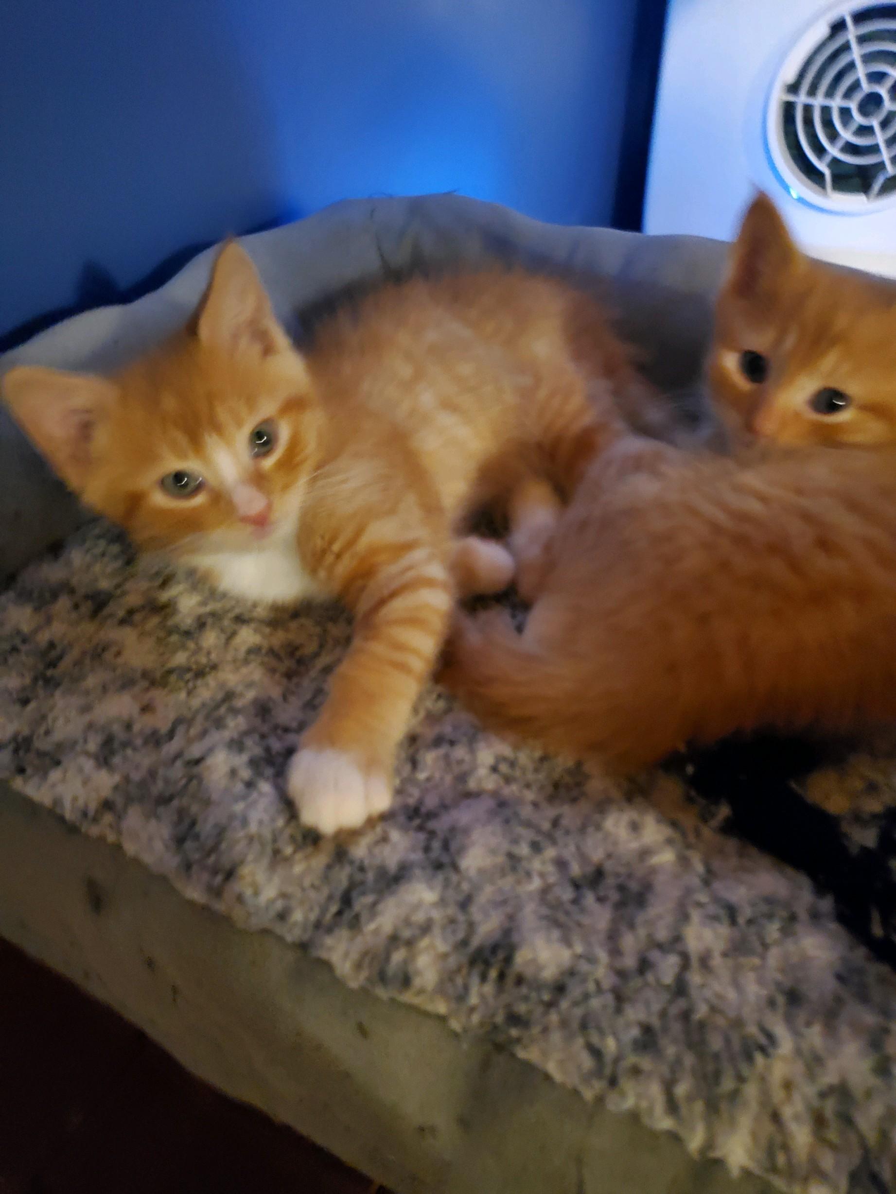 Sully, a ADOPTABLE Domestic Short Hair in Farmington, MN image 3/4