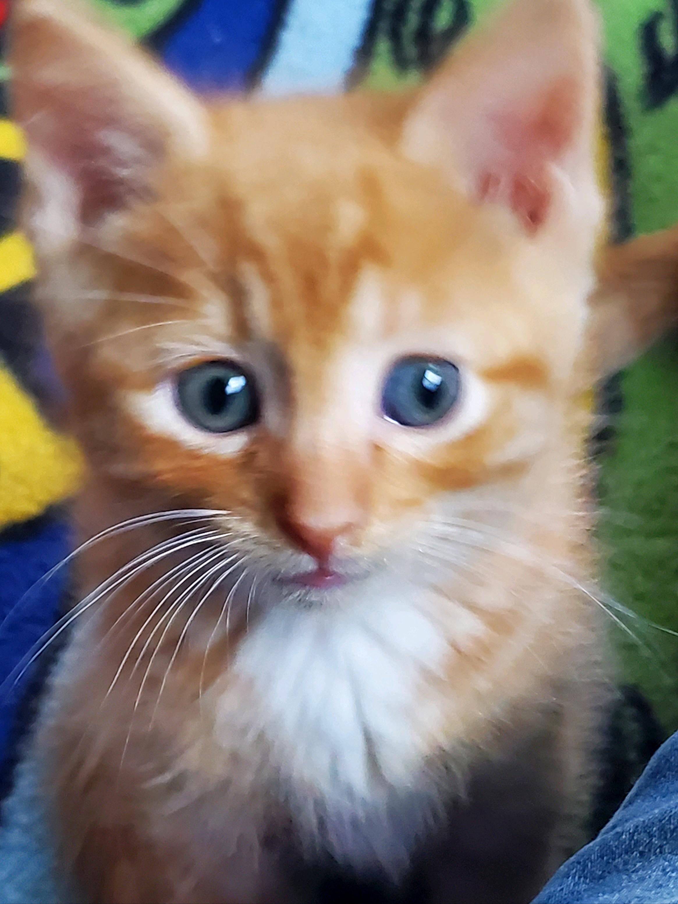 Sully, a ADOPTABLE Domestic Short Hair in Farmington, MN image 4/4