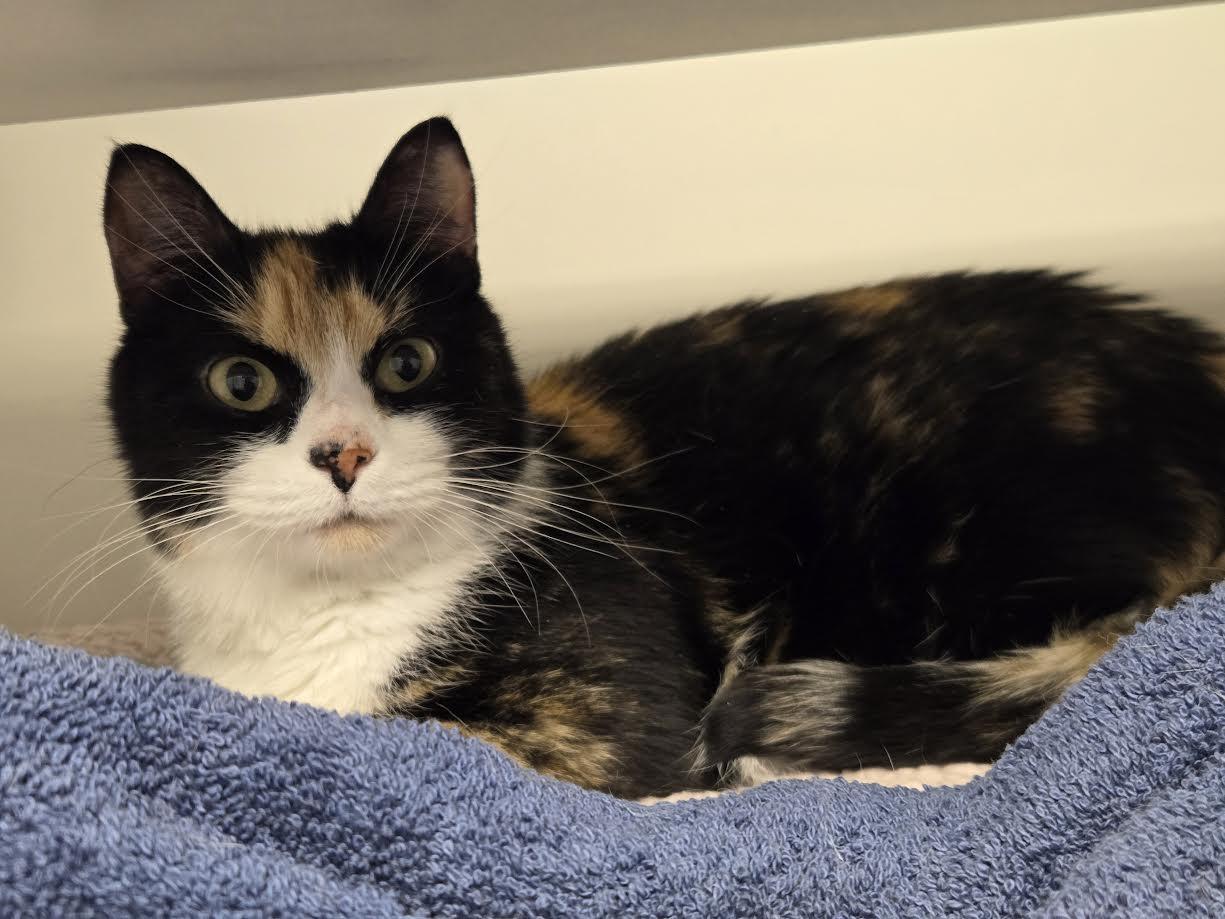 Porky, adopted, Adult Female Domestic Short Hair.