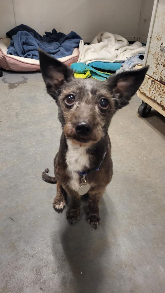 London, Adoptable, Senior Male Poodle & Chihuahua.