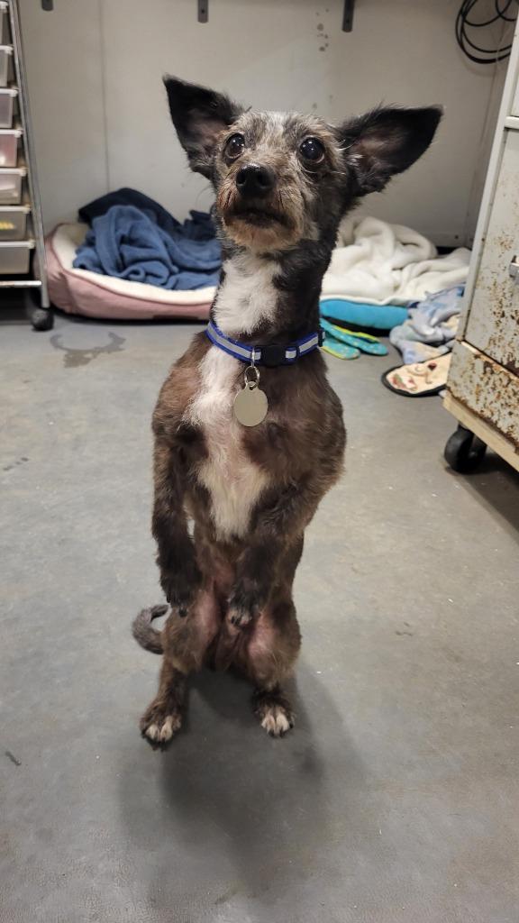 Enlarge London, a Adoptable mixed breed in Hampton, VA image 2/2