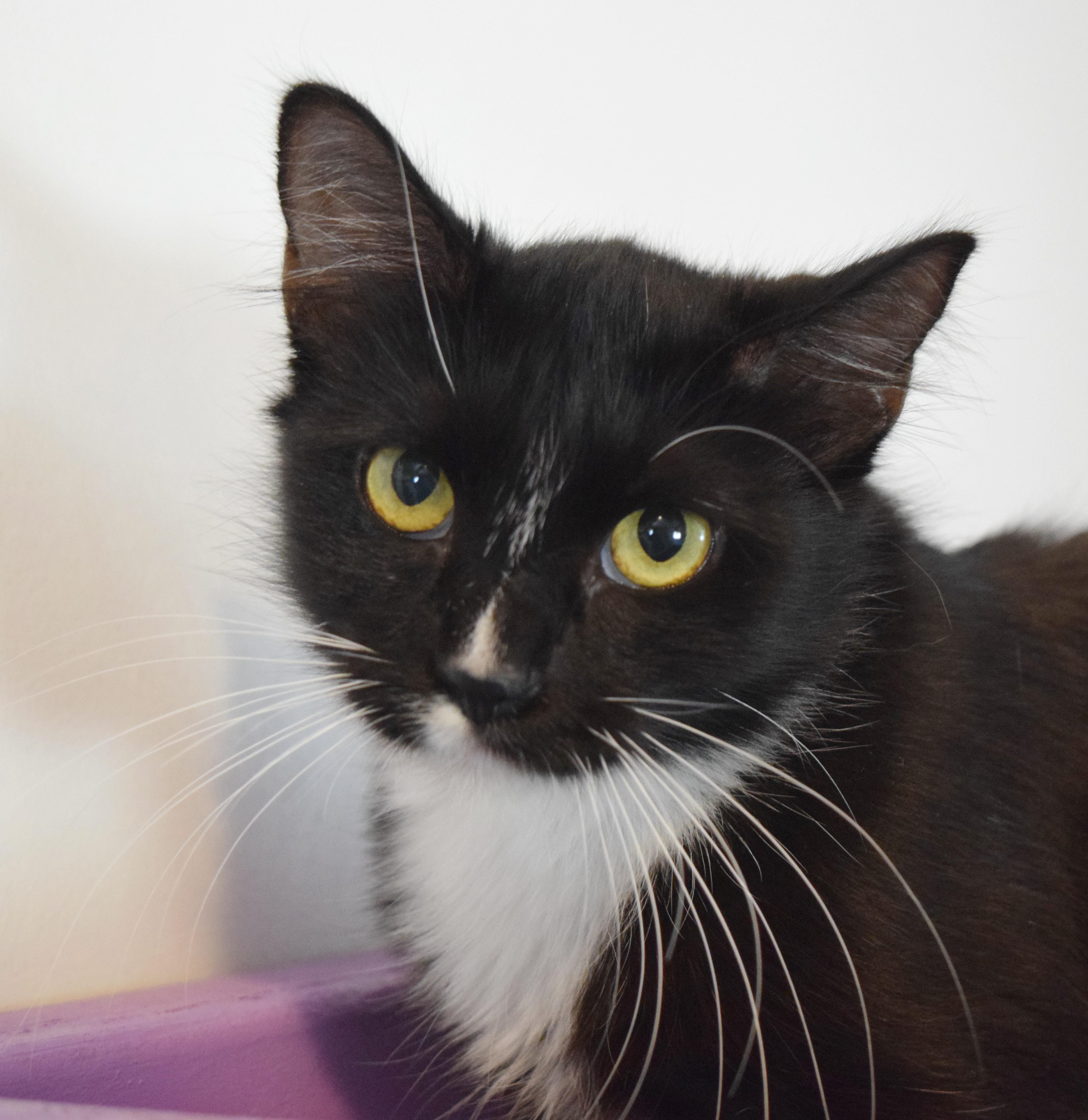 Enlarge Primrose, a Adopted mixed breed in Bulverde, TX image 4/6
