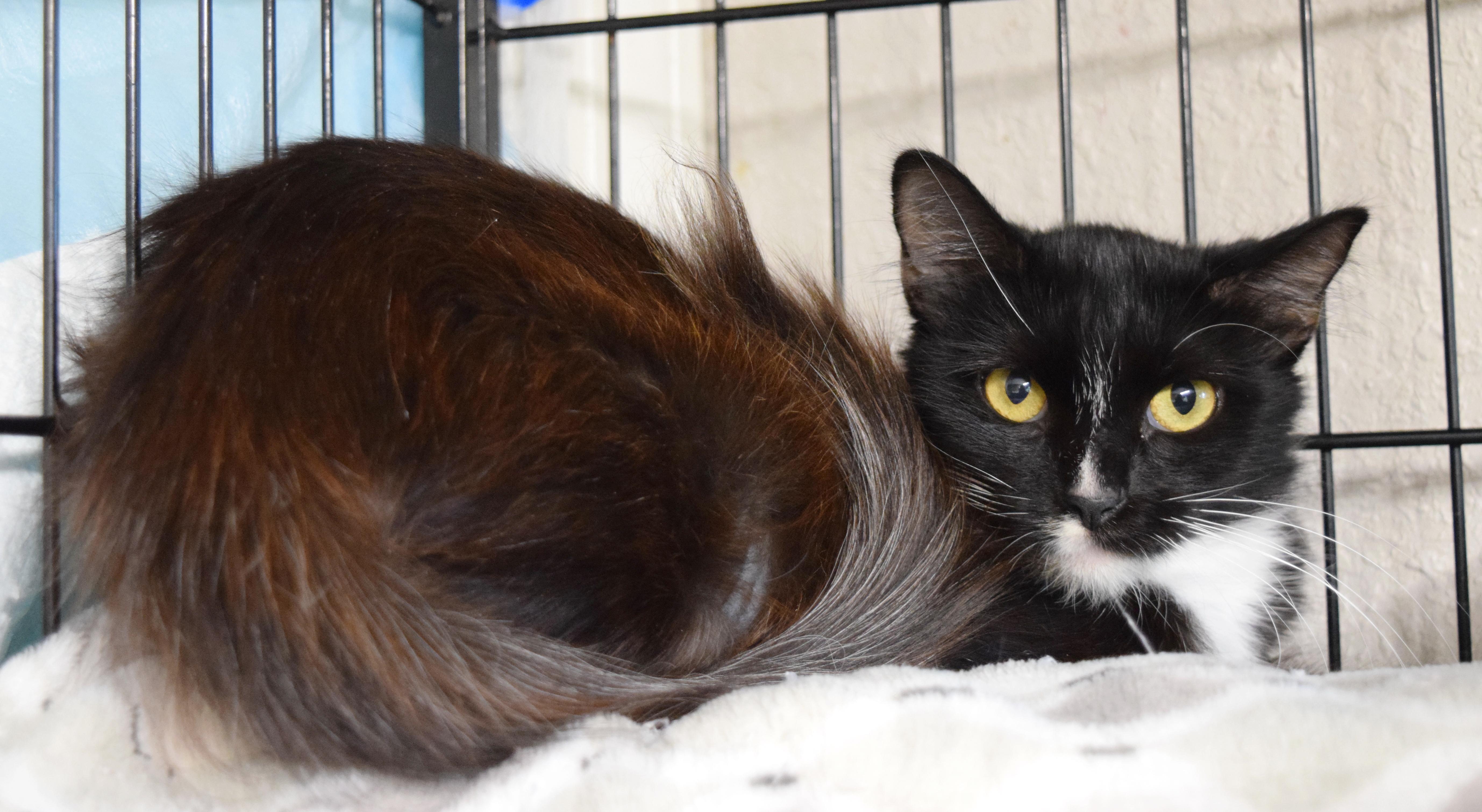 Enlarge Primrose, a Adopted mixed breed in Bulverde, TX image 3/6