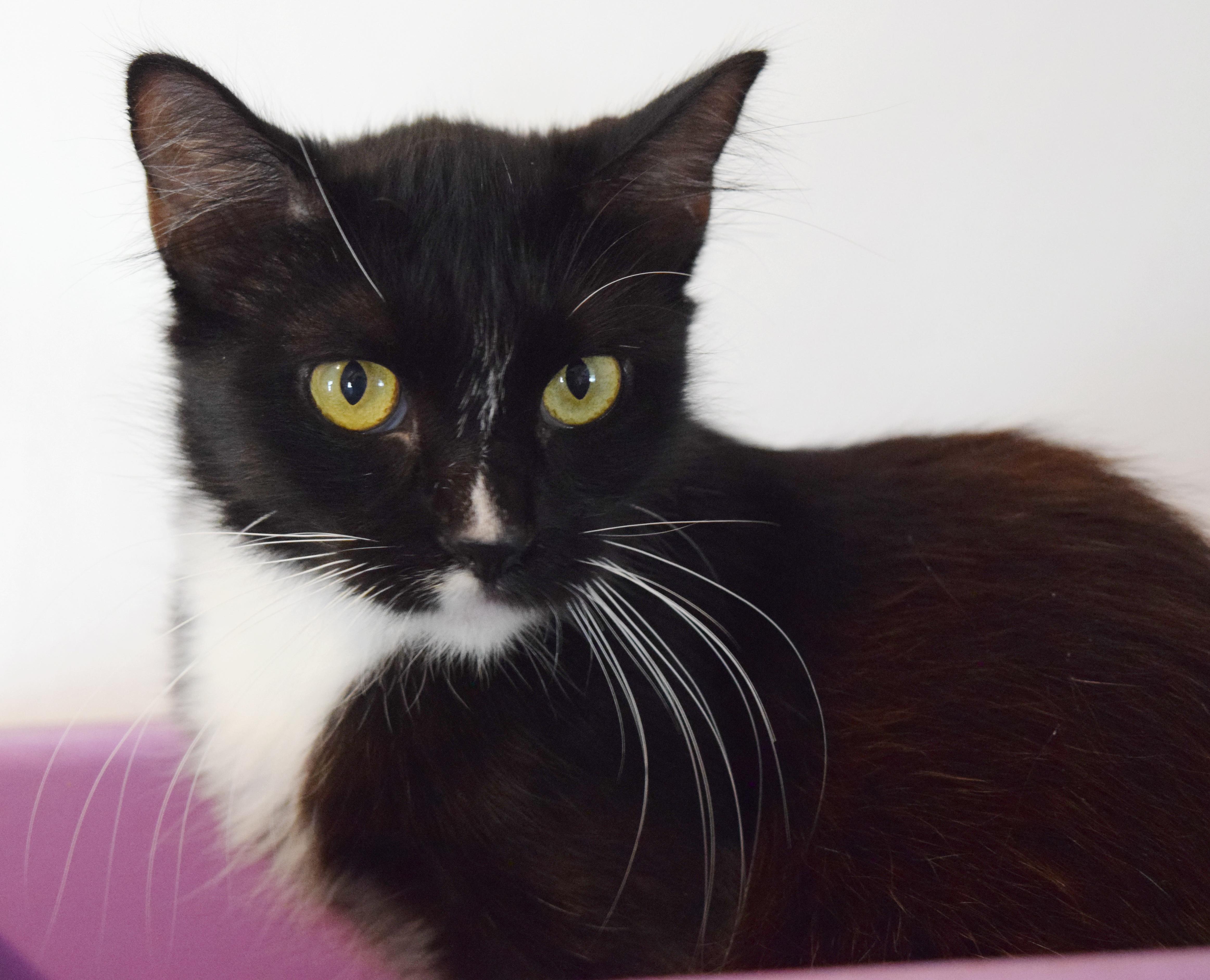 Enlarge Primrose, a Adopted mixed breed in Bulverde, TX image 2/6