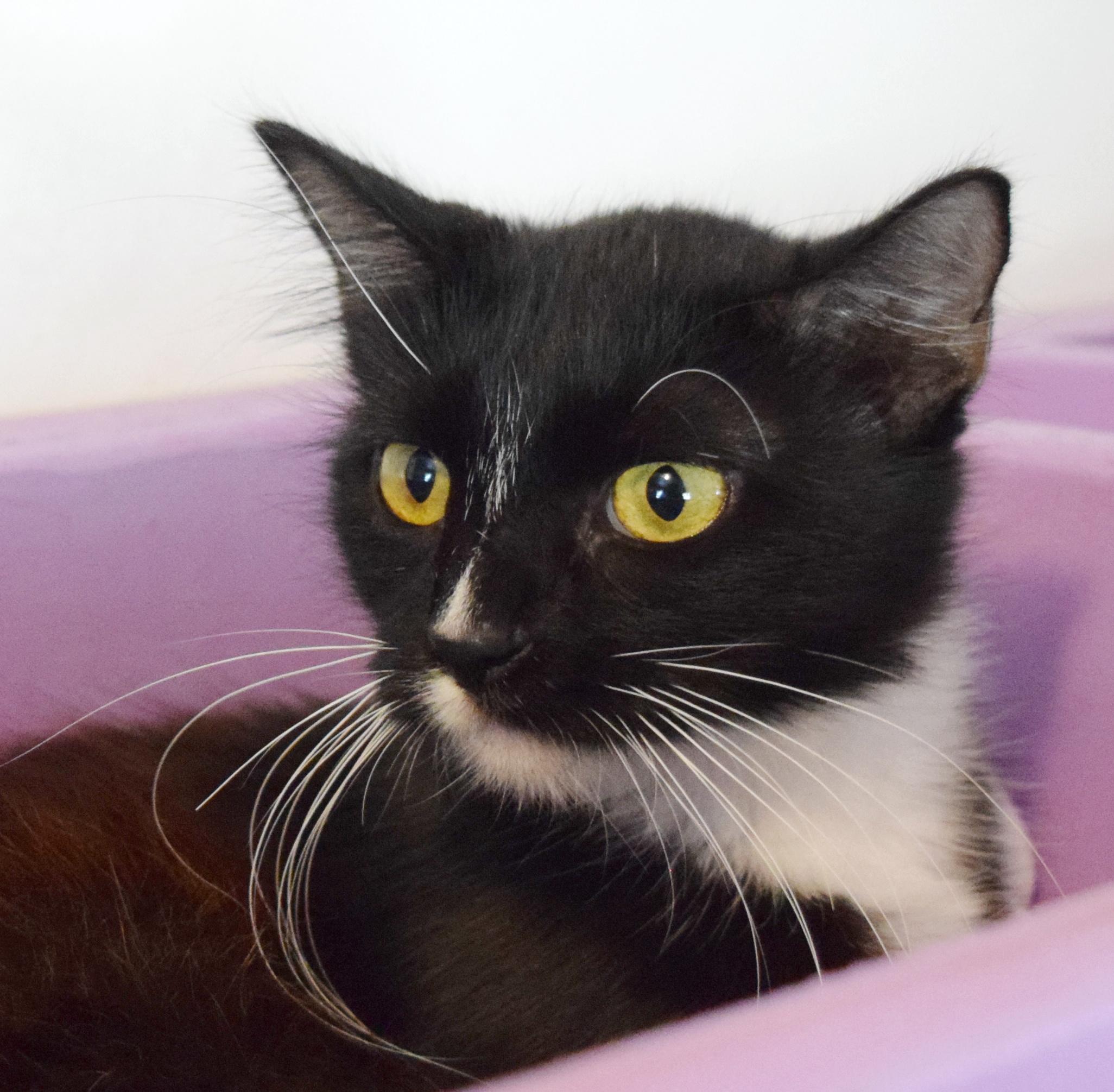 Enlarge Primrose, a Adopted mixed breed in Bulverde, TX image 6/6