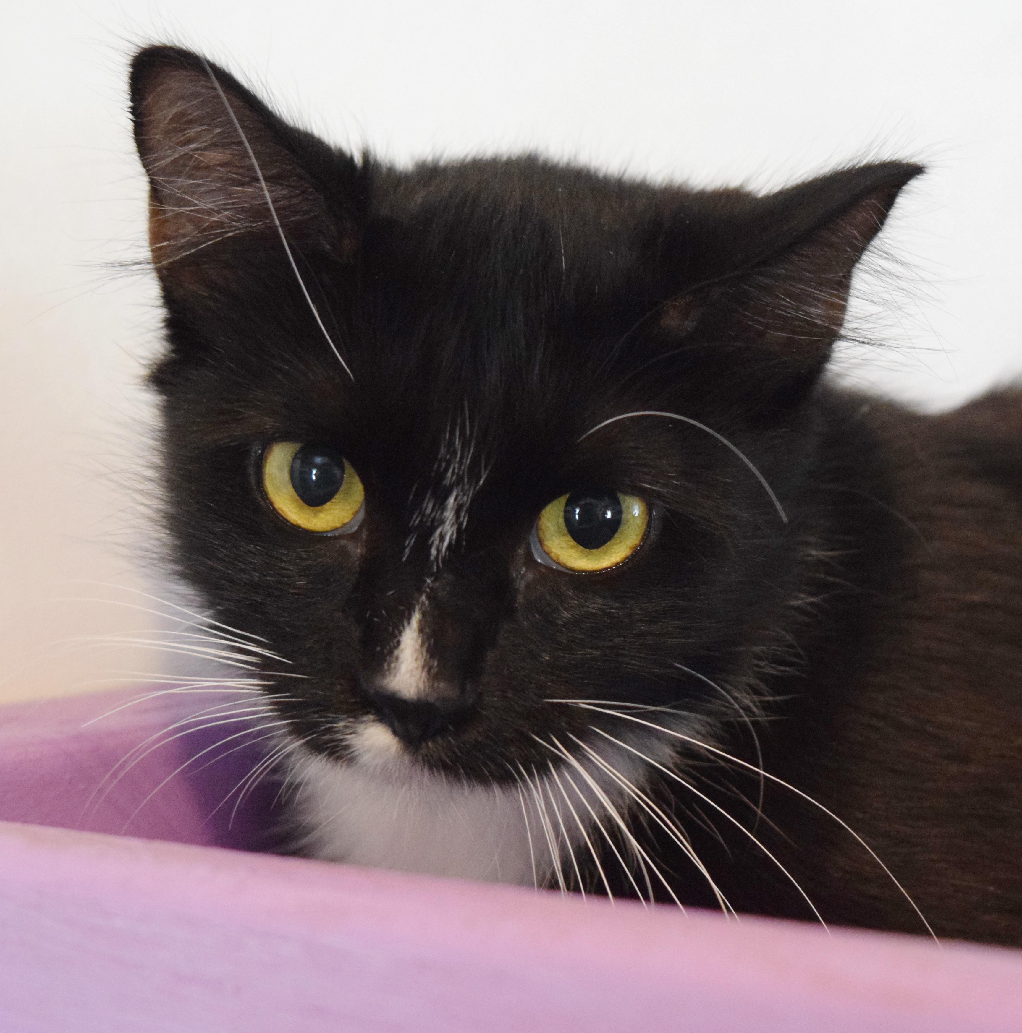 Enlarge Primrose, a Adopted mixed breed in Bulverde, TX image 1/6
