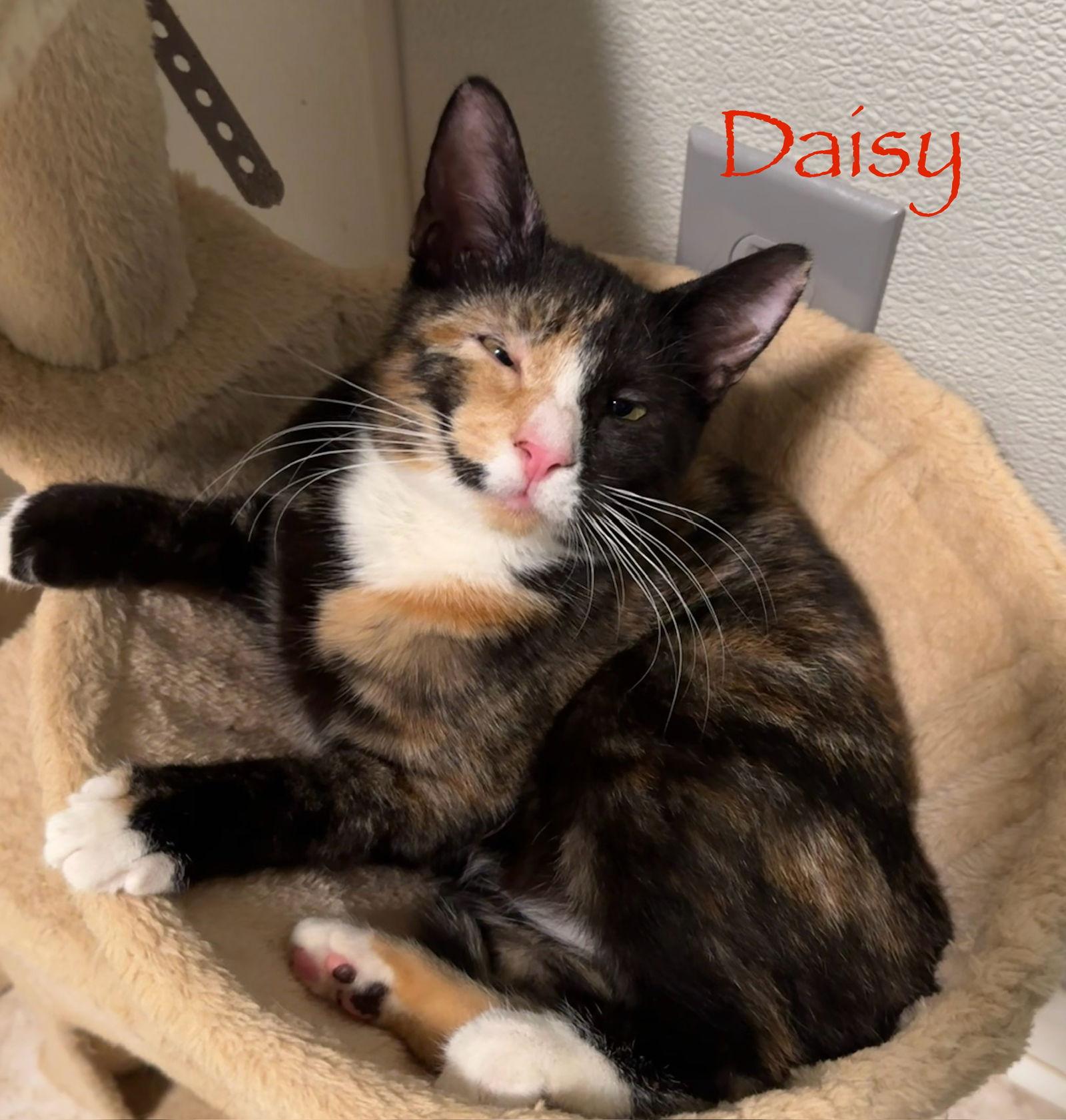 Daisy, a Adoptable mixed breed in Longwood, FL image 1/3