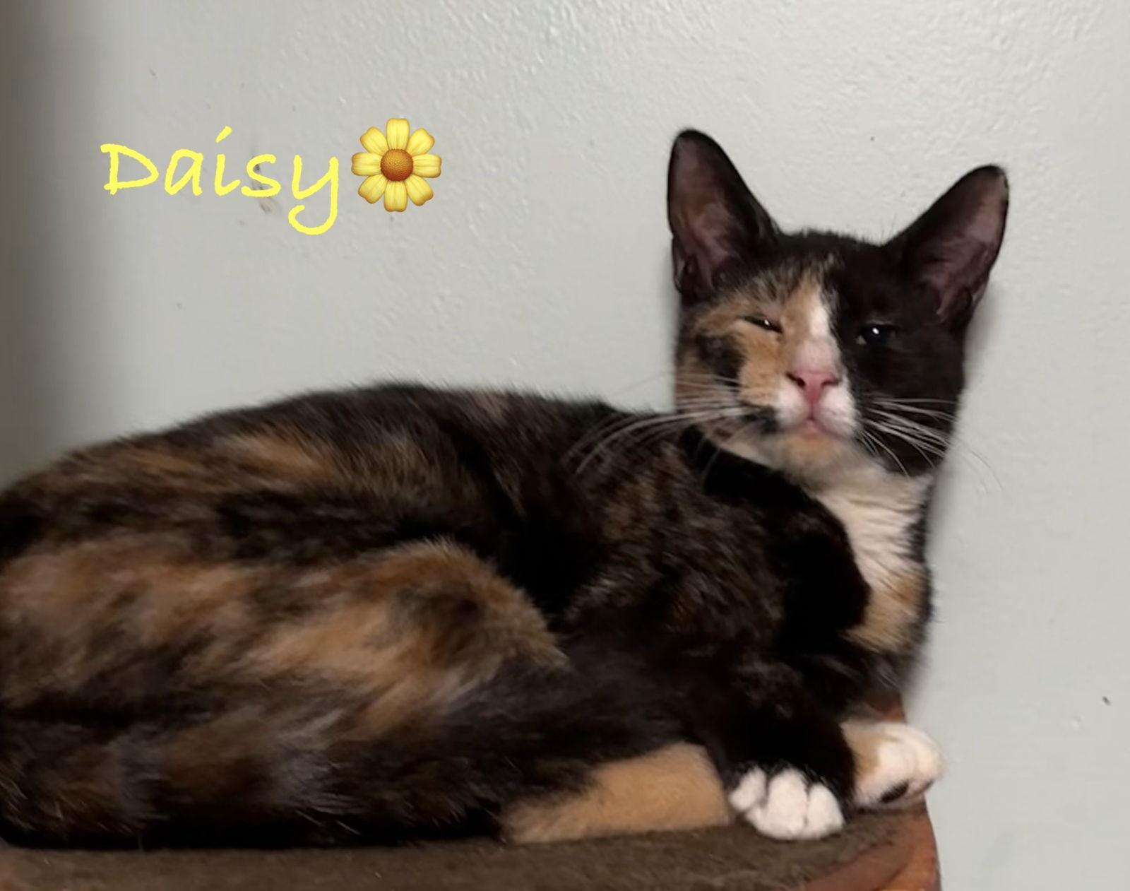 Daisy, a Adoptable mixed breed in Longwood, FL image 2/3