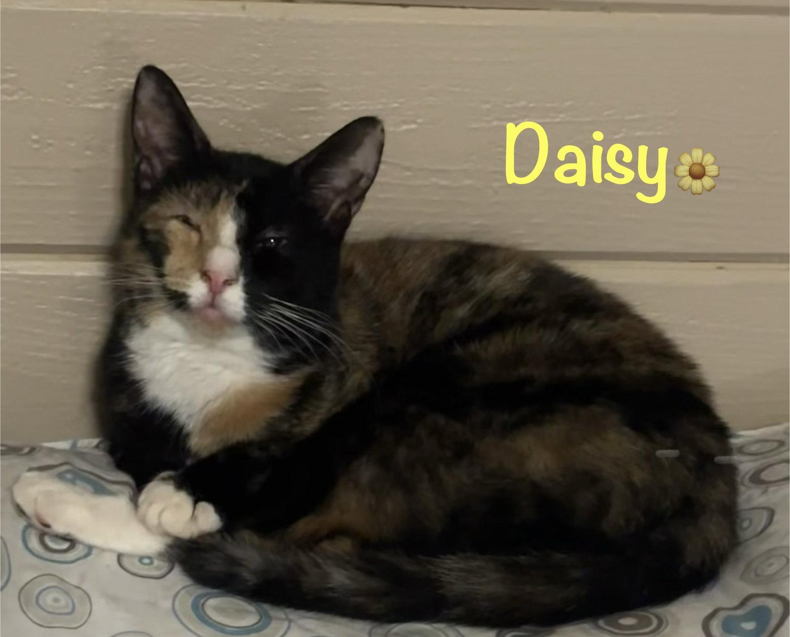 Daisy, a Adoptable mixed breed in Longwood, FL image 3/3