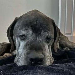 Enlarge Forrest, a ADOPTABLE Mastiff in Mesa, AZ image 2/5