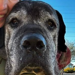 Enlarge Forrest, a ADOPTABLE Mastiff in Mesa, AZ image 5/5