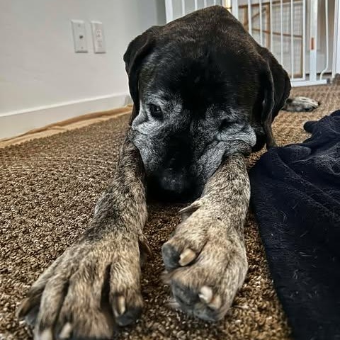 Enlarge Forrest, a ADOPTABLE Mastiff in Mesa, AZ image 1/5