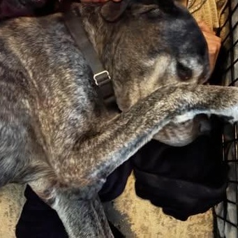 Enlarge Forrest, a ADOPTABLE Mastiff in Mesa, AZ image 3/5