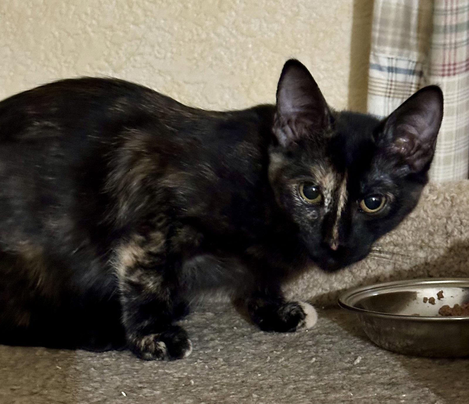 Indiana, Adoptable, Kitten Female Tortoiseshell & Domestic Short Hair.