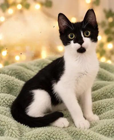 Enlarge CONNERY, LAZERBY, DALTON, a Adoptable mixed breed in Churchville, PA image 3/3