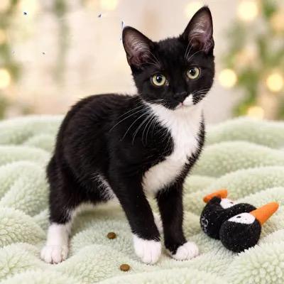 Enlarge CONNERY, LAZERBY, DALTON, a Adoptable mixed breed in Churchville, PA image 2/3