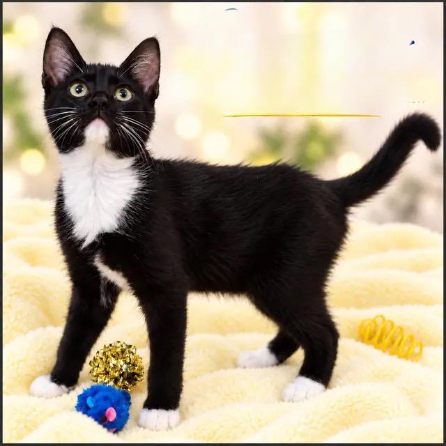 CONNERY, LAZERBY, DALTON, Adoptable, Kitten Male Tuxedo & Domestic Short Hair.