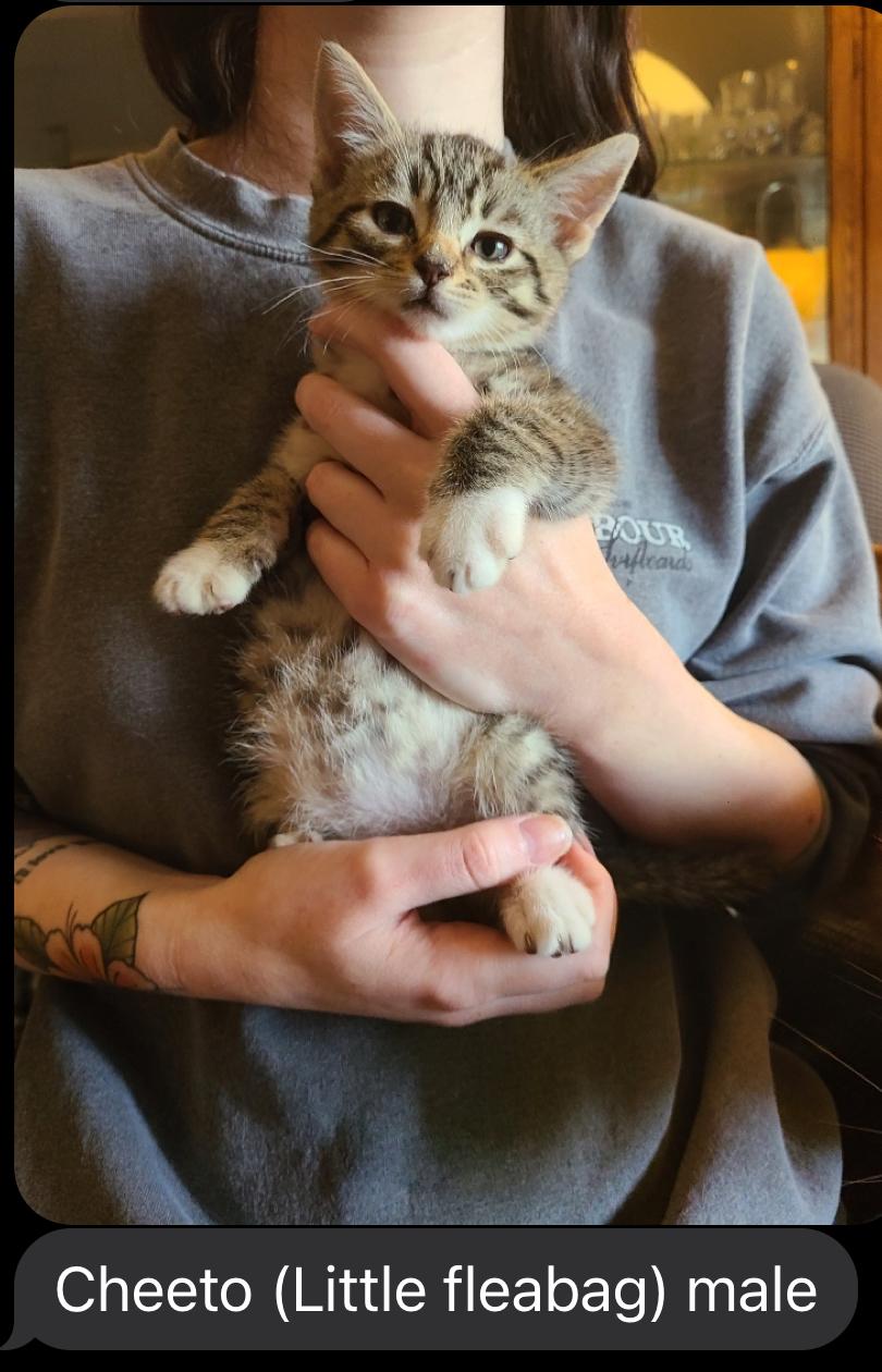 Cheeto , ADOPTABLE, Kitten Male Domestic Short Hair.