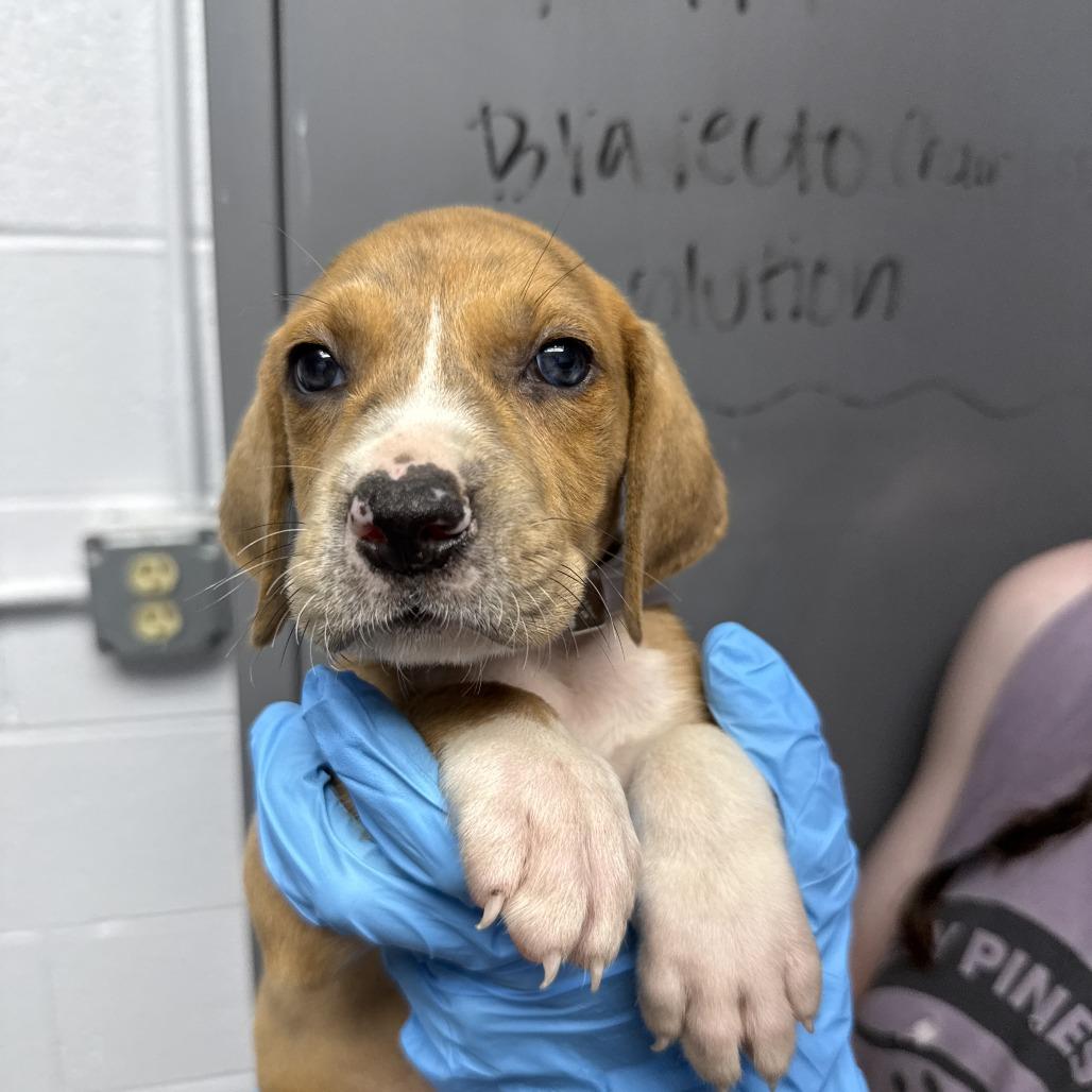 Enlarge Atlas, a Adoptable mixed breed in Hattiesburg, MS image 1/1