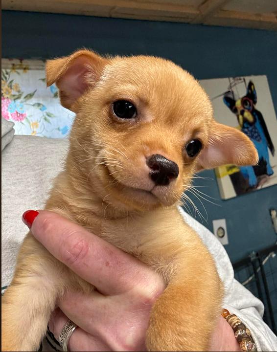 Enlarge Snickerdoodle, an adopted Chihuahua in Eutawville, SC image 2/4