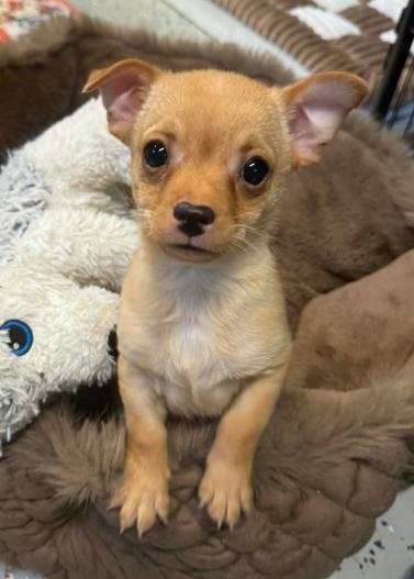 Enlarge Snickerdoodle, an adopted Chihuahua in Eutawville, SC image 1/4