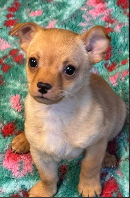 Enlarge Snickerdoodle, an adopted Chihuahua in Eutawville, SC image 3/4