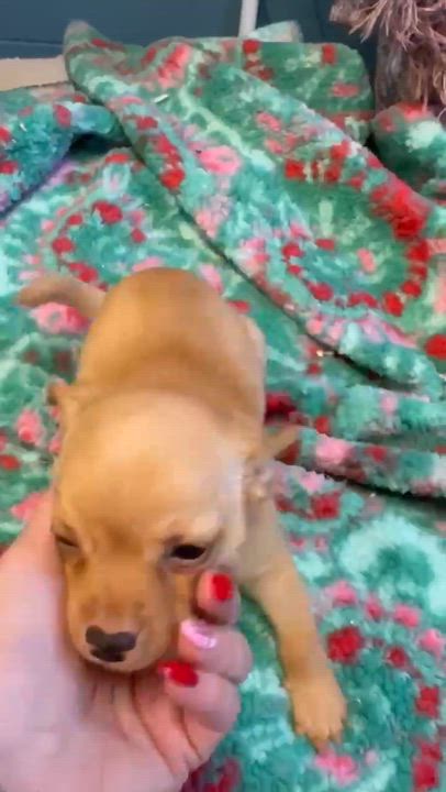 Enlarge Snickerdoodle, an adopted Chihuahua in Eutawville, SC video 4/4